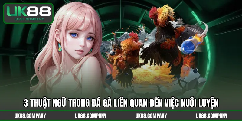 3 thuật ngữ trong đá gà liên quan đến việc nuôi luyện
