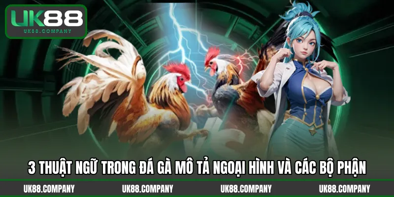3 thuật ngữ trong đá gà mô tả ngoại hình và các bộ phận