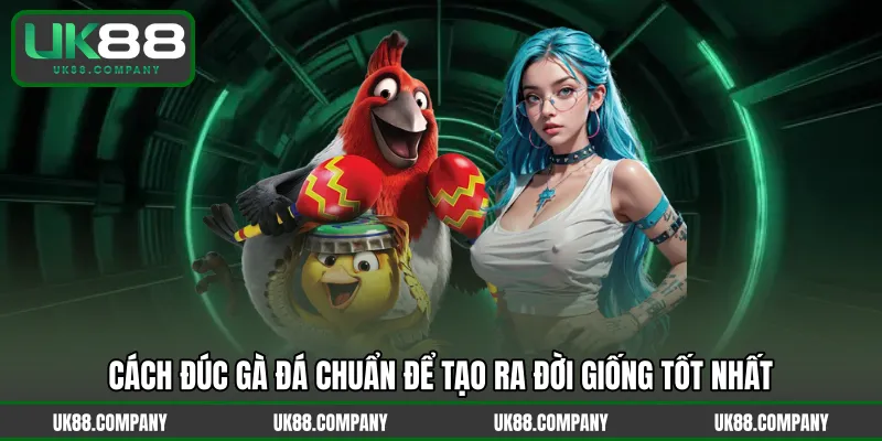 Cách đúc gà đá chuẩn để tạo ra đời giống tốt nhất
